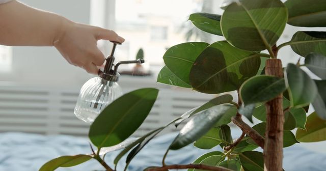 Indoorplants